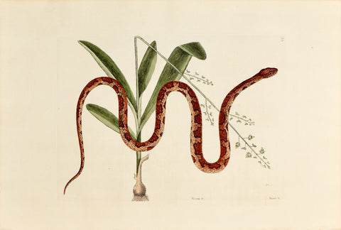 Mark Catesby (1683-1749), The Corn Snake, P55