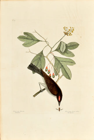 Mark Catesby (1683-1749), The Tyrant, P55