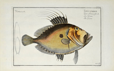 Marcus Elieser Bloch (1723-1799), Zevs Faber (Doree), Pl XLI