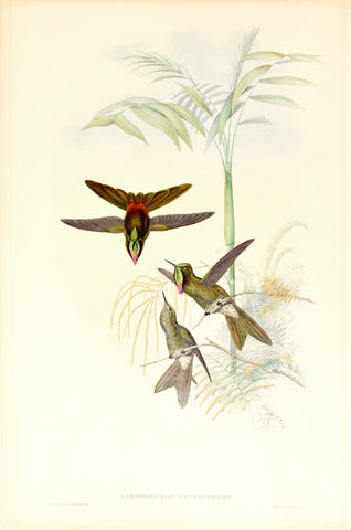 John Gould (1804-1881), Ramphomicron Heteropogon (Columbian Thornbill)