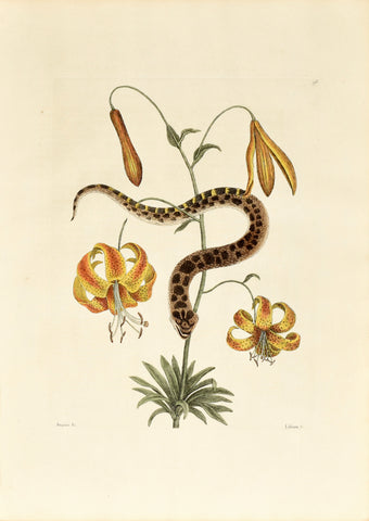 Mark Catesby (1683-1749), The Hog Nose Snake, P56