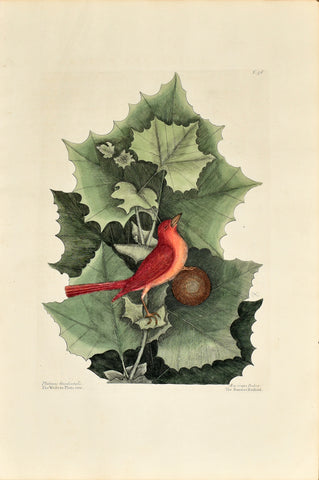 Mark Catesby (1683-1749), The Summer Redbird, P56