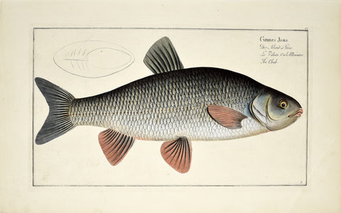 Marcus Elieser Bloch (1723-1799), Cyprinus Jeses (Chub), Pl VI