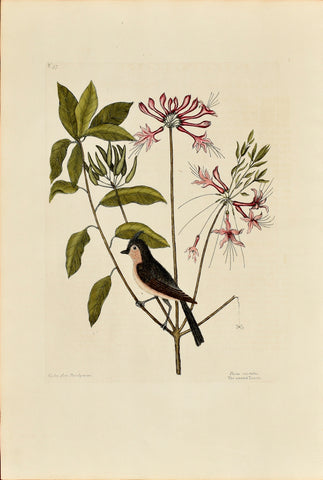 Mark Catesby (1683-1749), The Crested Titmouse, P57