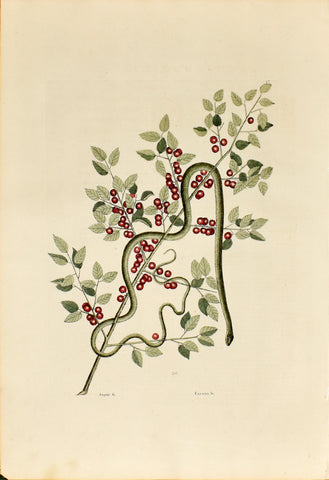 Mark Catesby (1683-1749), The Green Snake, P57