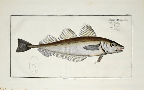 Marcus Elieser Bloch (1723-1799), Gadus Merlangus (Whiting), Pl LXV