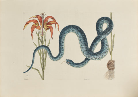 Mark Catesby (1683-1749), The Wampum Snake, P58