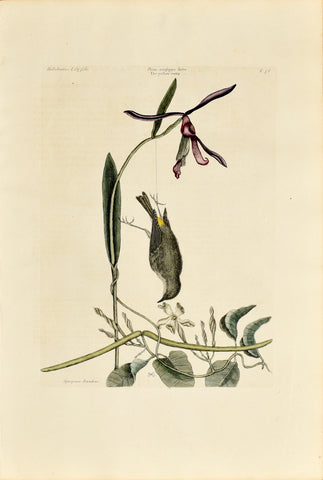 Mark Catesby (1683-1749), The Yellow Rump, P58