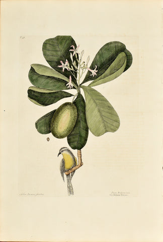 Mark Catesby (1683-1749), The Bahama Titmouse, P59