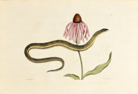 Mark Catesby (1683-1749), The Glass Snake, P59