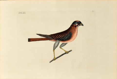 Mark Catesby (1683-1749), The Little Hawk, P5