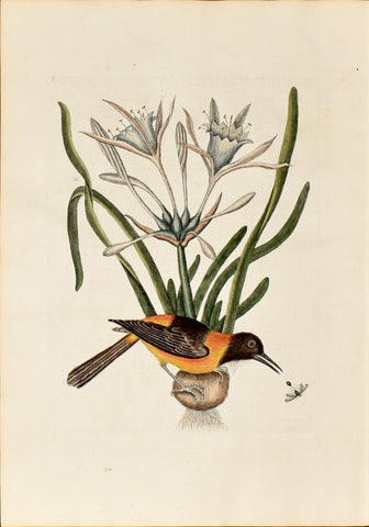 Mark Catesby (1683-1749), The Yellow and Black Pye, no. 5