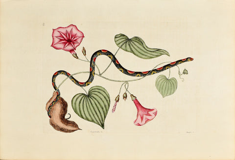 Mark Catesby (1683-1749), The Bead Snake, P60