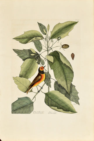 Mark Catesby (1683-1749), The Hooded Titmouse, P60
