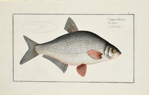 Marcus Elieser Bloch (1723-1799), Cyprinus Blicca (Silver or White Bream) Pl X