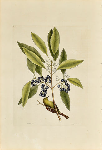 Mark Catesby (1683-1749), The Pine Creeper, P61