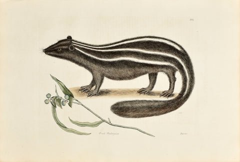 Mark Catesby (1683-1749), The Pole Cat, P62