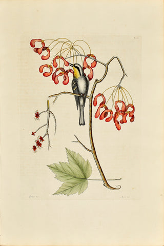 Mark Catesby (1683-1749), The Yellow Throated Creeper, P62