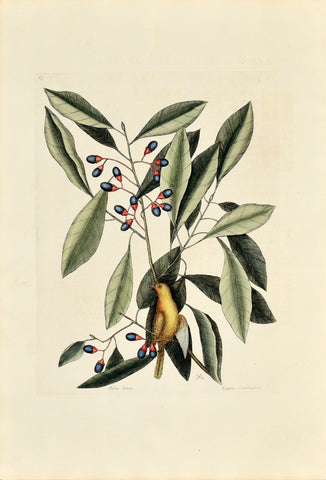 Mark Catesby (1683-1749), The Yellow Titmouse, P63