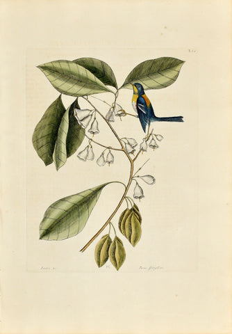 Mark Catesby (1683-1749), The Finch Creeper, P64