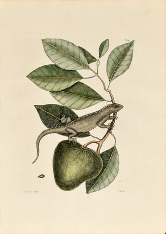 Mark Catesby (1683-1749), The Guana, P64
