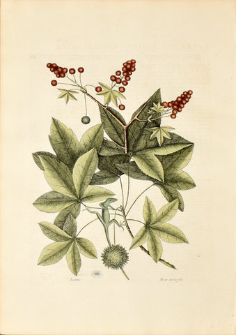 Mark Catesby (1683-1749), The Green Lizard of Carolina, P65