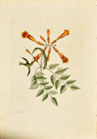 Mark Catesby (1683-1749), The Hummingbird, P65