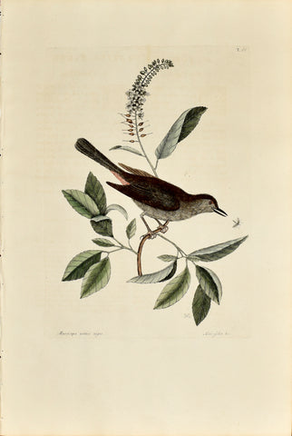 Mark Catesby (1683-1749), The Catbird, P66