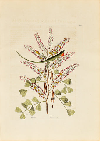 Mark Catesby (1683-1749), The Green Lizard of Jamaica, P66