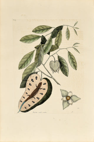Mark Catesby (1683-1749), The Blue Tailed Lizard, P67