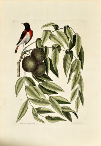 Mark Catesby (1683-1749), The Red Start, P67