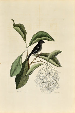 Mark Catesby (1683-1749), The Little Black Bullfinch, P68