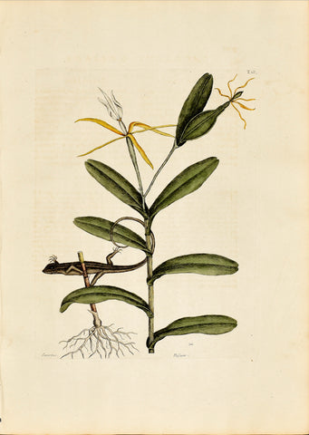 Mark Catesby (1683-1749), The Lyon Lizard, P68