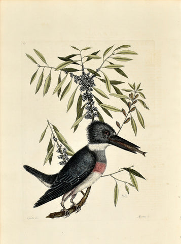 Mark Catesby (1683-1749), The Kingfisher, P69