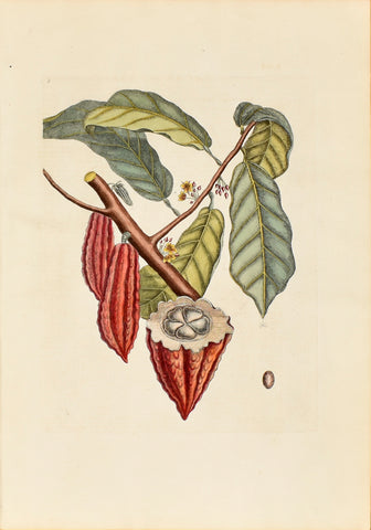 Mark Catesby (1683-1749), The Cacao Tree, no. 6