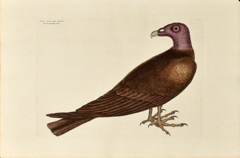 Mark Catesby (1683-1749), The Turkey Buzzard, P6
