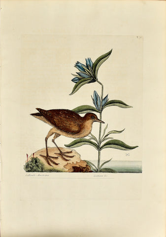 Mark Catesby (1683-1749), The Soree, P70