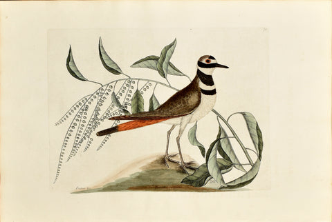 Mark Catesby (1683-1749), The Chattering Plover, P71