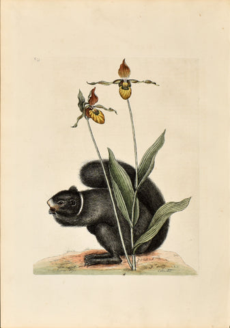 Mark Catesby (1683-1749), The Black Squirrel, P73