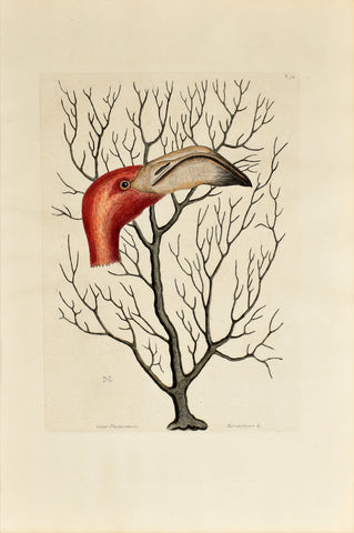 Mark Catesby (1683-1749), The Bill of the Flamingo, P74