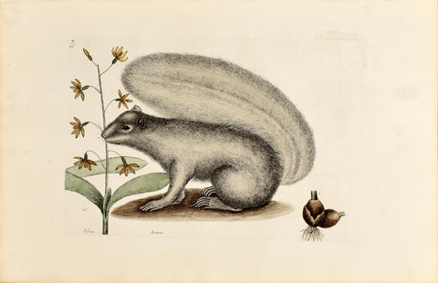 Mark Catesby (1683-1749), The Grey Fox Squirrel, P74