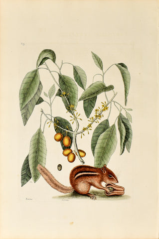 Mark Catesby (1683-1749), The Ground Squirrel, P75