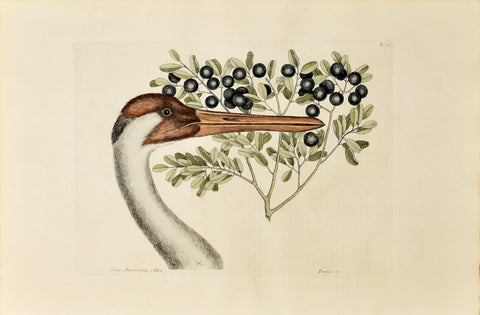 Mark Catesby (1683-1749), The Hooping Crane, P75