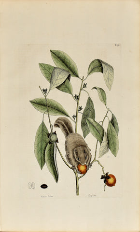 Mark Catesby (1683-1749), The Flying Squirrel, P76