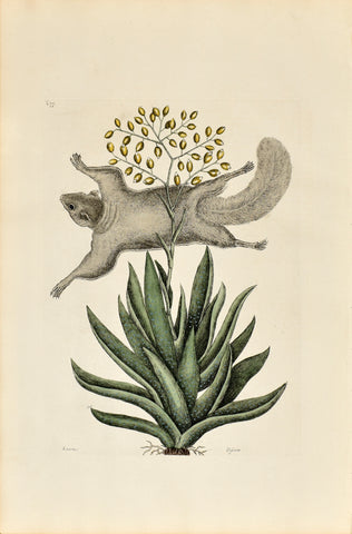 Mark Catesby (1683-1749), The Flying Squirrel, P77