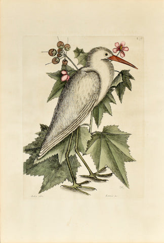 Mark Catesby (1683-1749), The Little White Heron, P77