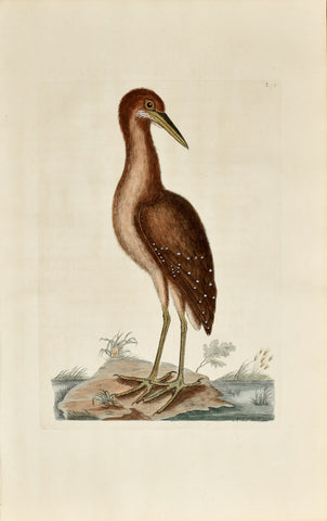 Mark Catesby (1683-1749), The Brown Bittern, P78