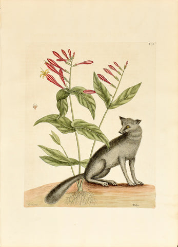 Mark Catesby (1683-1749), The Grey Fox, P78