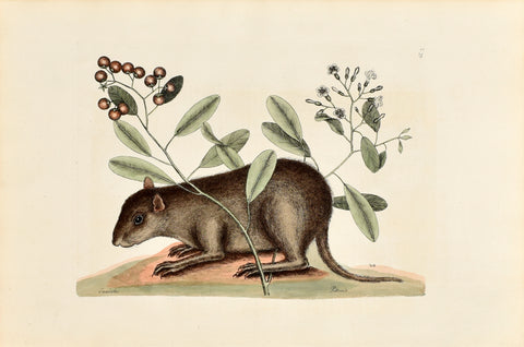 Mark Catesby (1683-1749), The Bahama Coney, P79