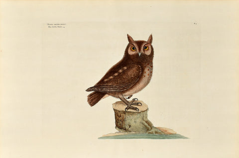 Mark Catesby (1683-1749), The Little Owl, P7